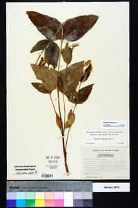 Clematis ochroleuca image