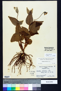 Clematis ochroleuca image