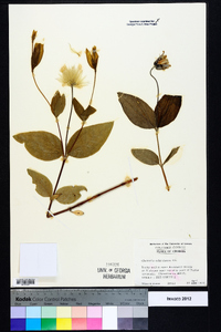 Clematis ochroleuca image