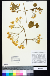 Clematis terniflora image