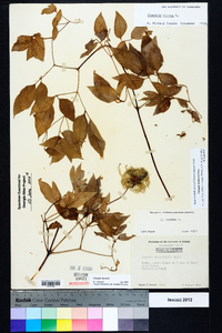 Clematis viorna image