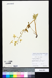 Delphinium carolinianum subsp. calciphilum image