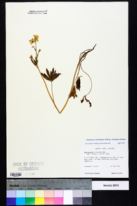 Delphinium carolinianum subsp. calciphilum image