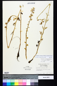 Delphinium carolinianum subsp. calciphilum image