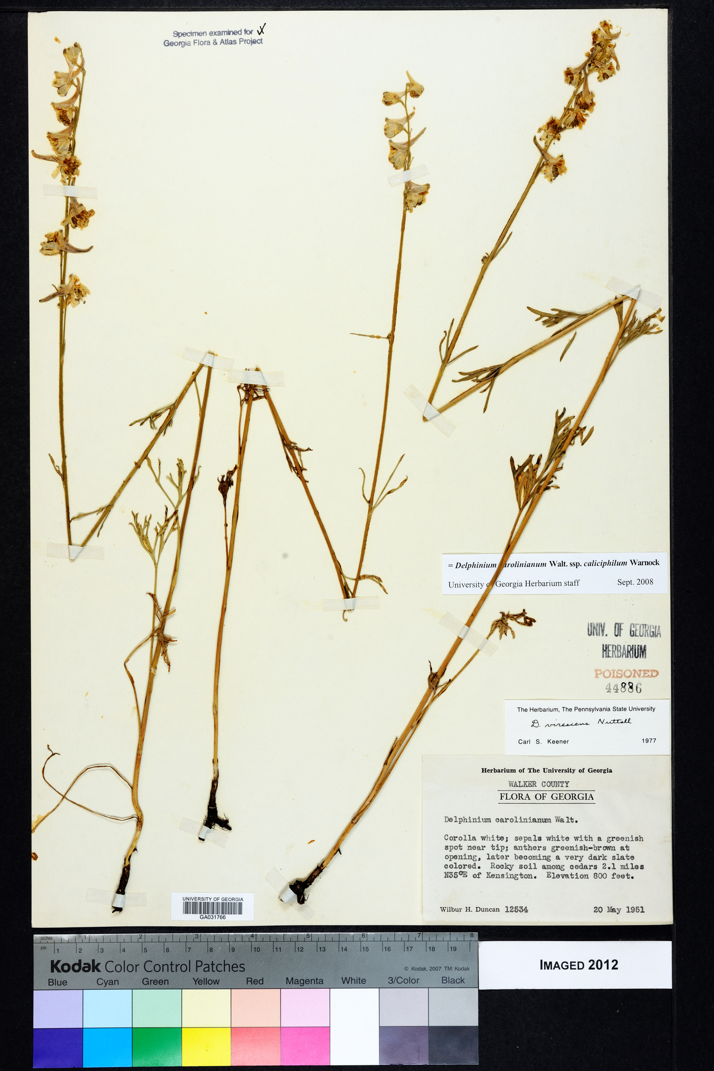 Delphinium carolinianum subsp. calciphilum image