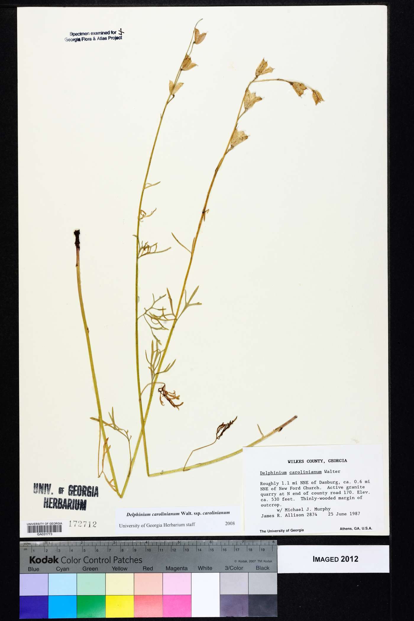 Delphinium carolinianum subsp. carolinianum image