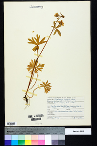 Delphinium tricorne image