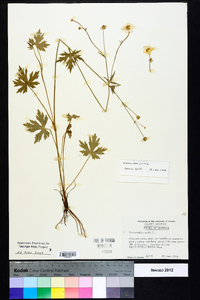 Ranunculus acris image