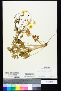 Ranunculus bulbosus image