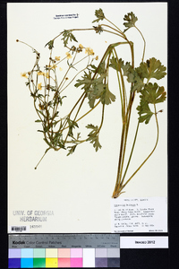 Ranunculus bulbosus image