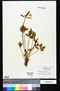 Ranunculus carolinianus image