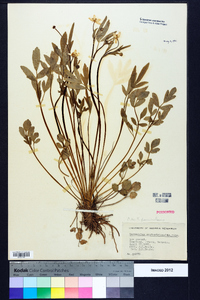 Ranunculus fascicularis image