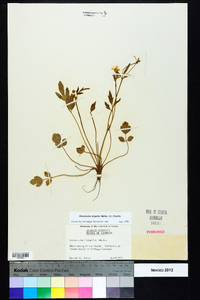 Ranunculus hispidus var. hispidus image