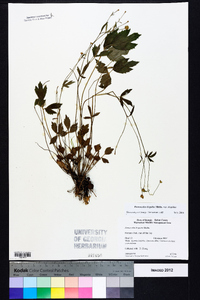 Ranunculus hispidus var. hispidus image