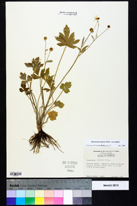 Ranunculus hispidus var. hispidus image