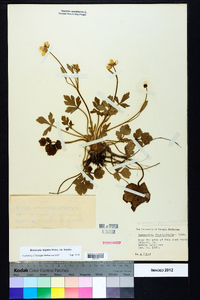 Ranunculus hispidus var. hispidus image