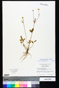 Ranunculus hispidus var. hispidus image