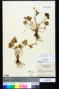 Ranunculus hispidus var. hispidus image