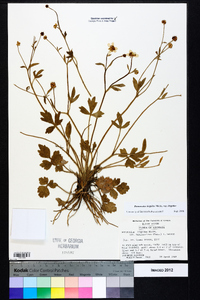 Ranunculus hispidus var. hispidus image