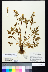 Ranunculus hispidus var. hispidus image