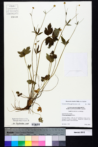 Ranunculus hispidus var. hispidus image