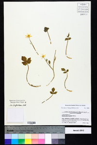 Ranunculus hispidus var. hispidus image