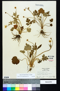 Ranunculus hispidus var. hispidus image