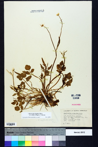 Ranunculus carolinianus image