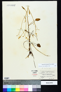 Ranunculus laxicaulis image