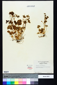 Ranunculus parviflorus image