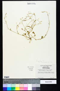 Ranunculus pusillus image