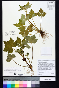 Ranunculus recurvatus var. recurvatus image