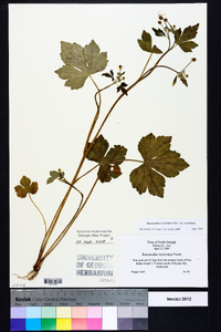 Ranunculus recurvatus var. recurvatus image