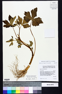 Ranunculus recurvatus var. recurvatus image