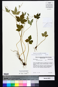 Ranunculus recurvatus var. recurvatus image