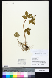 Ranunculus recurvatus var. recurvatus image