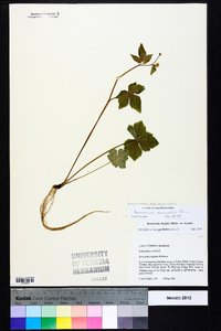 Ranunculus recurvatus var. recurvatus image