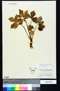 Ranunculus recurvatus var. recurvatus image