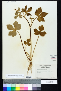 Ranunculus recurvatus var. recurvatus image