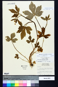 Ranunculus recurvatus var. recurvatus image