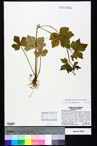 Ranunculus recurvatus var. recurvatus image