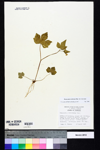 Ranunculus recurvatus var. recurvatus image