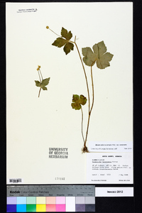 Ranunculus recurvatus var. recurvatus image