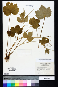 Ranunculus recurvatus var. recurvatus image