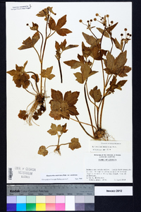 Ranunculus recurvatus var. recurvatus image