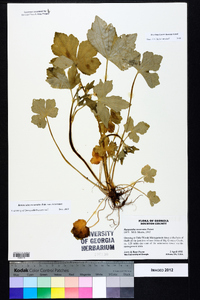 Ranunculus recurvatus var. recurvatus image