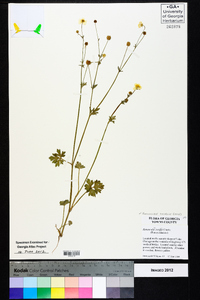 Ranunculus sardous image