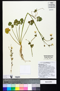 Ranunculus sardous image