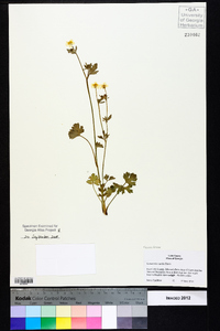 Ranunculus sardous image