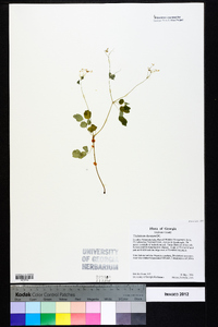 Thalictrum clavatum image